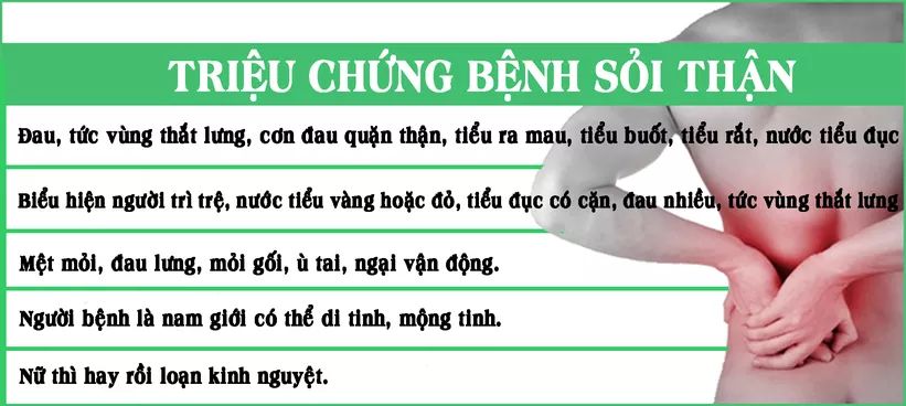 Tác dụng của kim tiền thảo đối với hệ tiêu hóa?
