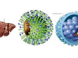 Viêm gan virus – đại dịch bị lãng quên